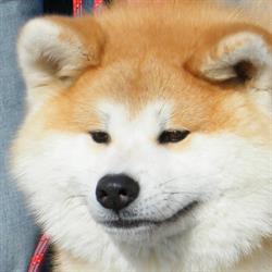 Akita Virgini