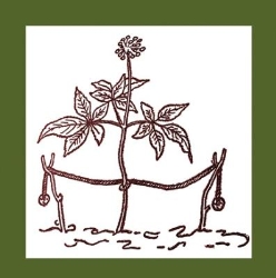 Studio Rhodiola