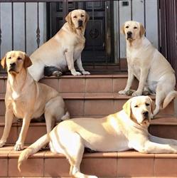 Blummel House Labrador
