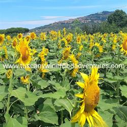 Tuscany Wine Food Adventures
