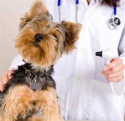 Ambulatorio Veterinario "Le Due Selve"