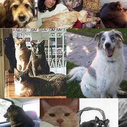 Ambulatorio Veterinario "Se mi graffi non vale" Dott.ssa Sara De Cesare