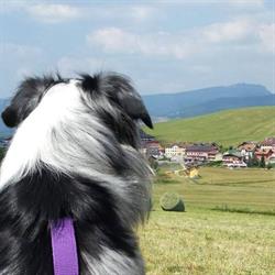 Sulla Strada del Cane ASD ETS - Centro Cinofilo