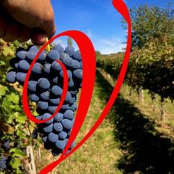 Azienda Vitivinicola "La Vignazza" di Cosseta Arturo