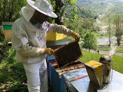 Apicoltura BeeSaga