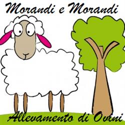 Morandi e Morandi Allevamento di Ovini
