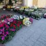 Gallery Professionale