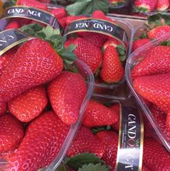 L'angolo Frutta Verdura Primizie