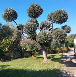 picciano giardinaggio