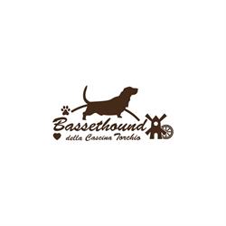 Allevamento Bassethound Della Cascina Torchio