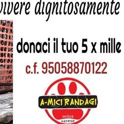 A.Mici Randagi
