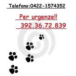 AMBULATORIO VETERINARIO SAN NICOLO