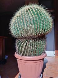 Affittacamere Il Cactus