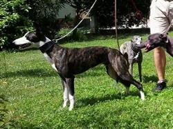 Marble Whippet