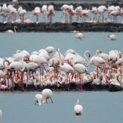 Parco Naturale Molentargius Saline