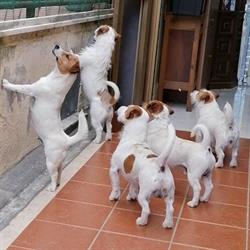 Ambulatorio Veterinario dr. Ferlik Marco