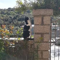 Ambulatorio veterinario D.ssa Vania Melis