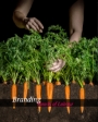 Food Photography