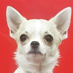 Allevamento Cuccioli Chihuahua Villa Andrei