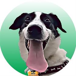 Canile Oasi Torino - Pensione per Cani e Gatti, Rifugio e Veterinario