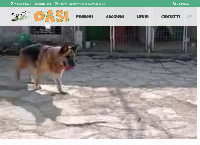 Sito di Canile Oasi Torino - Pensione per Cani e Gatti, Rifugio e Veterinario