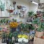 Gallery Professionale