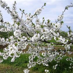 Azienda Agricola Zocca