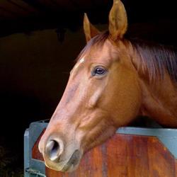 Sesto Maurizio Articoli Per l'Equitazione Ed Il Tempo Libero