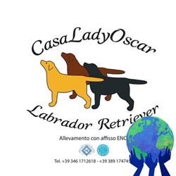 Allevamento Labrador CasaLadyOscar