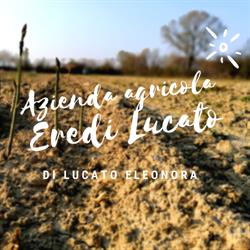 Azienda Agricola Eredi Lucato