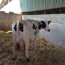 Società Agricola Boscolevato