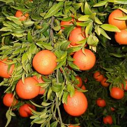 Azienda Agricola Orlando