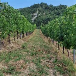 La Vecchia Tenuta Cantina Vinicola