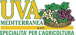 Uva Mediterranea