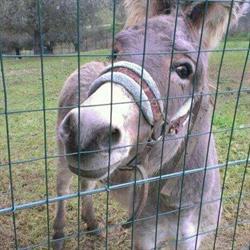 Il Re Degli Animali Di Fabrizio Pavone