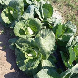 Azienda Agricola Balboni Imerio