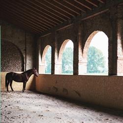 Equine Wholistic-Centro Lavanda