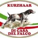 Allevamento Kurzhaar 'di Casa del Falco'di Antonino Ciaramitaro