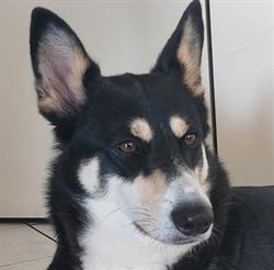 Unidog Cinofilia