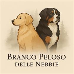 Allevamento Branco Peloso delle Nebbie (Bovaro del Bernese & Golden Retriever)