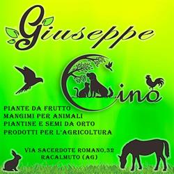 Giuseppe cino's shop