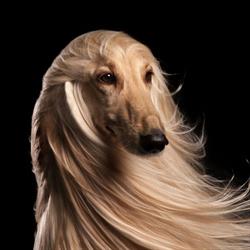 Dog Love - Toelettatura a Mussolente