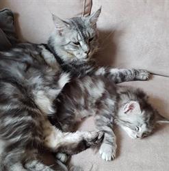 The Viking Beauty Maine Coon Cattery