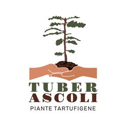 Tuber Ascoli
