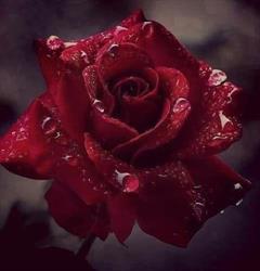 Caffetteria da Corrado