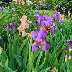 Parco Iris