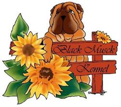 BLACK MUSCK KENNEL - Allevamento shar-pei di Ambrogio Vago