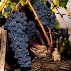 Podere Cianfanelli