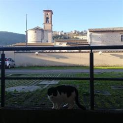 Ambulatorio Veterinario Forum Sempronii