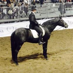 Asd Centro Equestre La Favorita